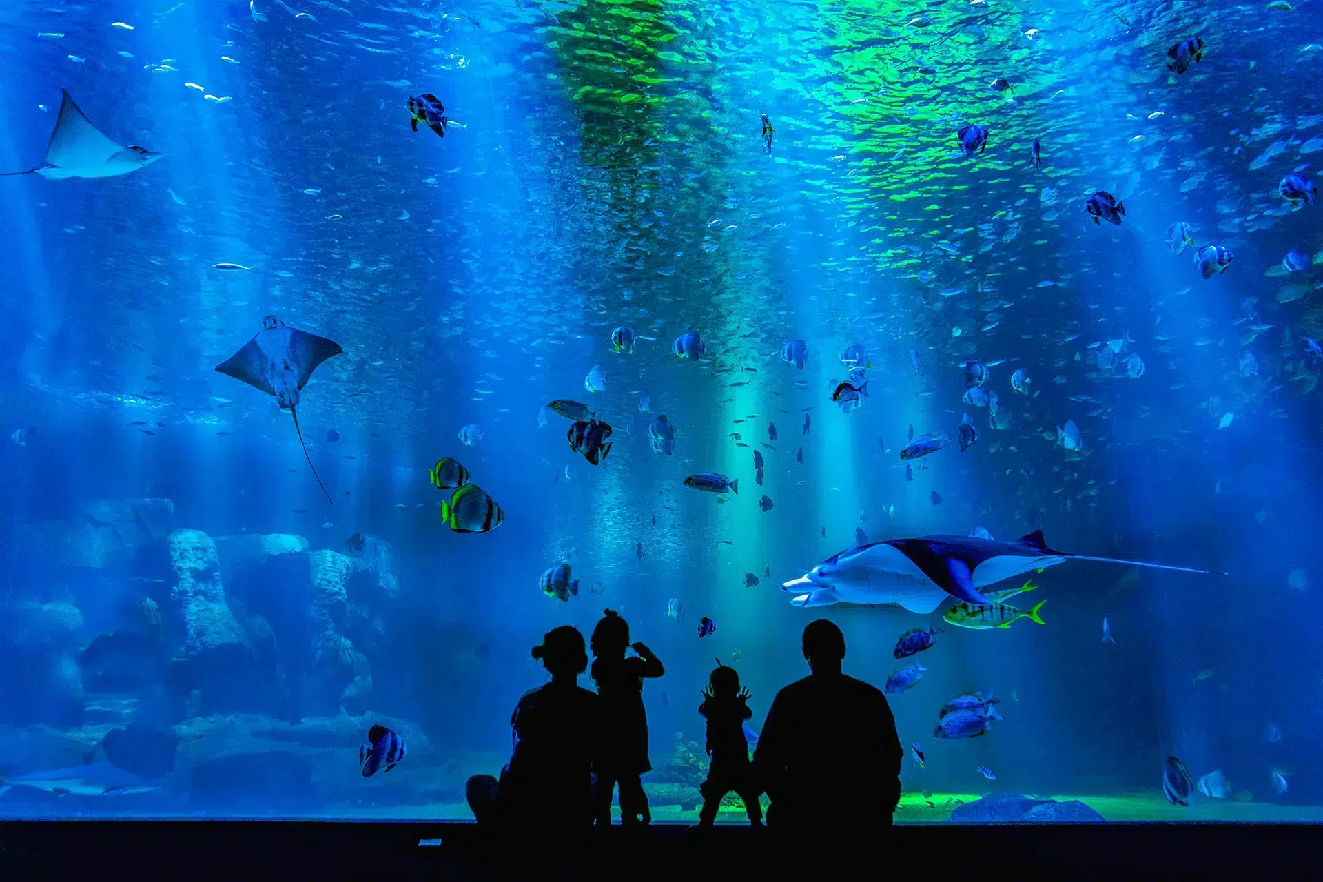 underwater life at oceanopolis